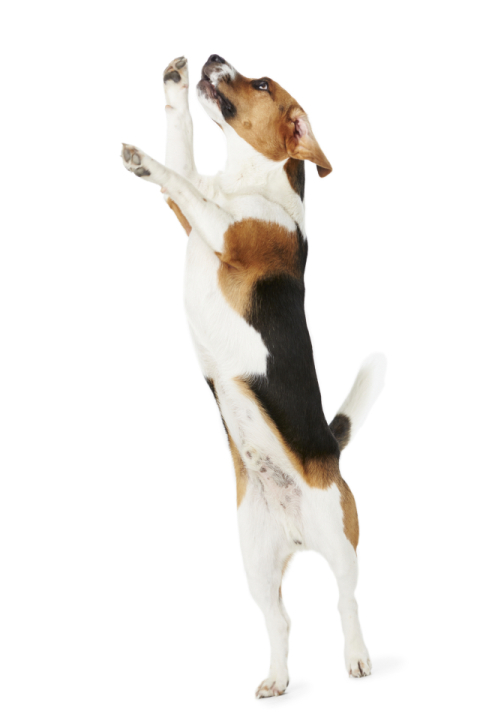 강아지가 보호자가 반가워 두발로 서서 점프를 할때 슬개골탈구 위험이 있어 각별한 주의가 필요하다. 이미지 클립아트코리아