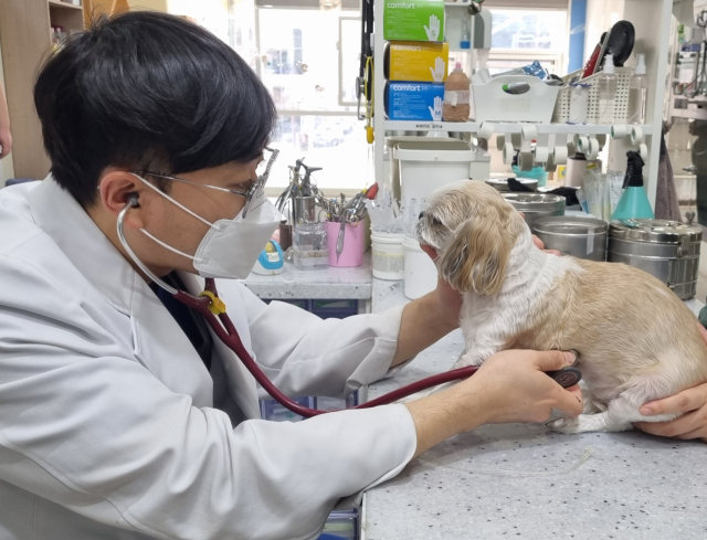대구동물메디컬센터 유호성 원장이 강아지를 진료하고 있다. 대구동물메디컬센터 제공