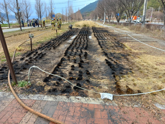 12일 오후 불이 난 대구 달성군 논공읍 한 공원 화단 모습. 대구소방안전본부 제공.