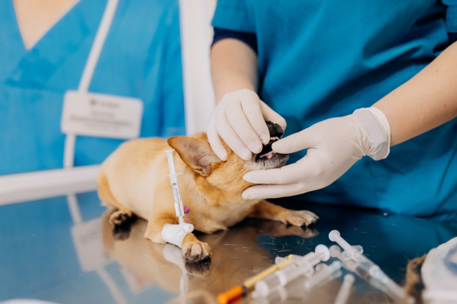 위급한 상황에서도 동물을 위한 최선의 치료를 부담없이 받을 수 있는 유일한 대안인 '펫보험' 가입이 둰장되고 있다.