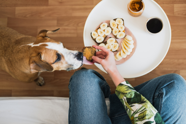 강아지가 먹었을때 중독현상이 발생하는 경우가 많다. 따라서 사람이 먹는 음식을 줄때는 확인해보는 것이 좋다. 클립아트코리아 아미지