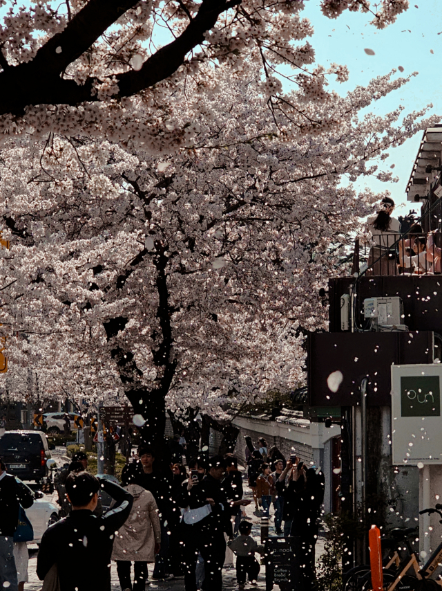 아눅 앞산점 앞에는 앞산 벚꽃 거리에서 가장 큰 왕벚나무가 있다. 아눅 앞산점 제공