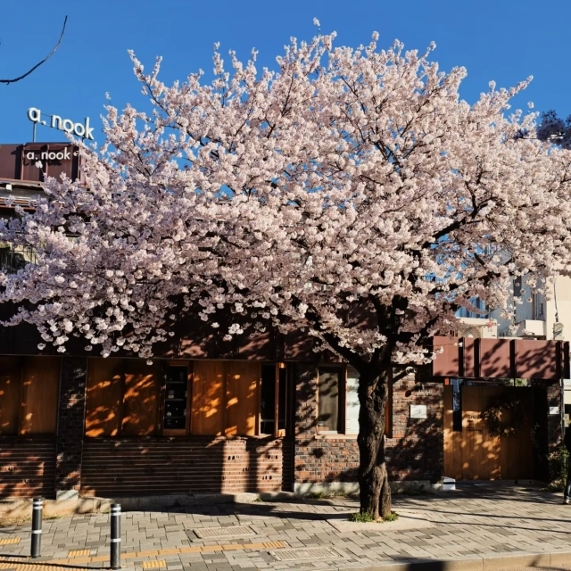 아눅 앞산점은 40년 된 주택을 리모델링했다. 앞산점 앞에는 왕벚나무가 심어져 있다. 아눅 앞산점 제공