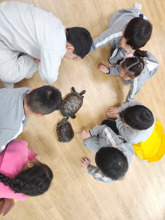 22일 파천초등학교 병설유치원 아이들이 거북이가 기어가는 모습을 관찰하고 있다. 청송교육지원청 제공
