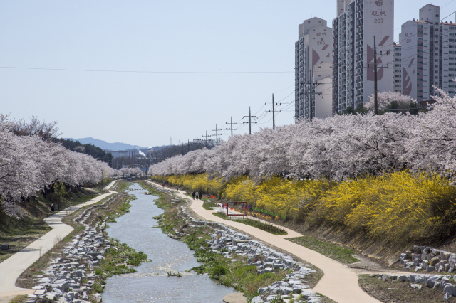 원당천 벚꽃길 전경. 영주시 제공