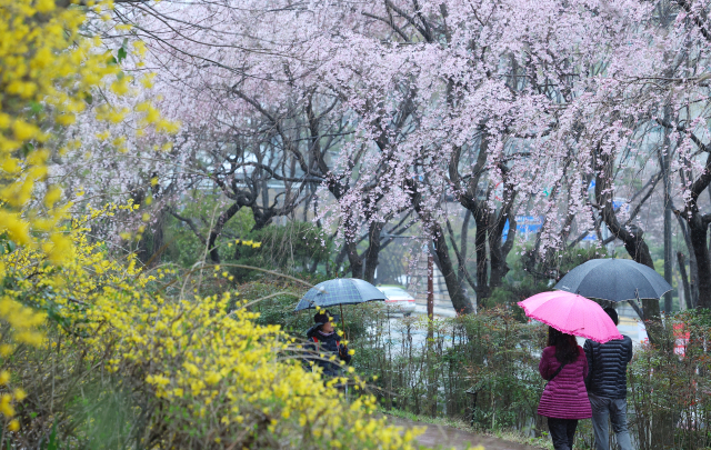 지난 25일 오후 부산 해운대구 한 거리에 활짝 핀 개나리와 벚꽃 사이로 우산을 쓴 시민들이 지나가고 있다. 부산 지역은 이날 벚꽃이 공식 개화했다. 연합뉴스