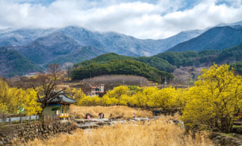 [문화식객 이춘호의 미각기행] <7>봄꽃이란 밥상