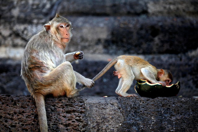 태국 롭부리에서 살고 있는 긴꼬리원숭이. 로이터=연합뉴스