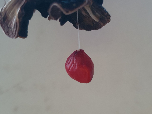 가을에 목련의 붉은 열매에서 하얀 실 같은 줄에 붉은 씨앗이 대롱대롱 매달려 있다.