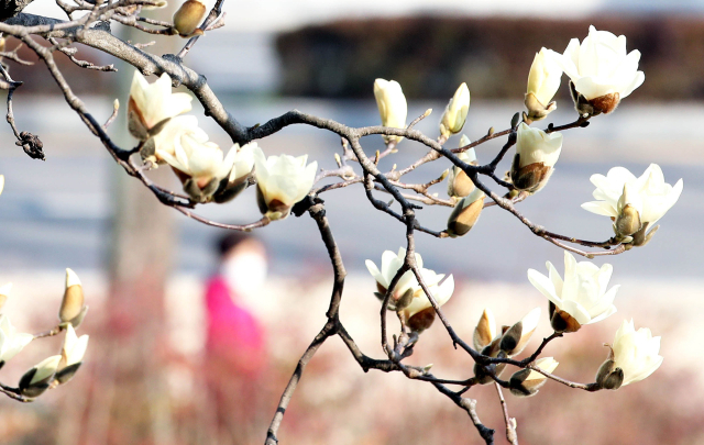 완연한 봄날씨를 보인 지난 15일 광주 북구 전남대학교 교정에 목련이 피어있다. 연합뉴스