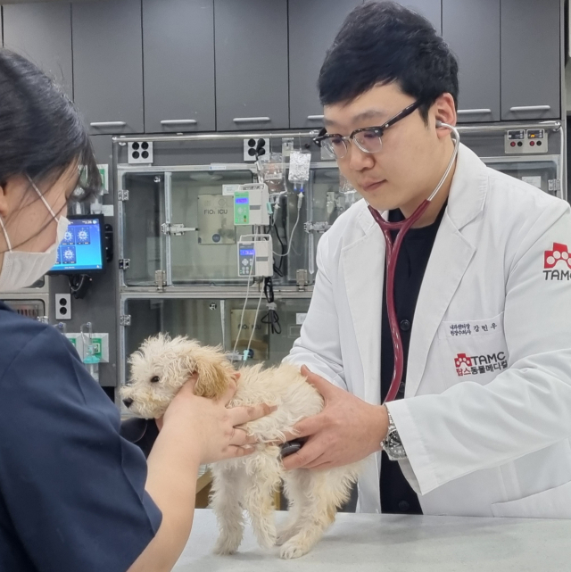 강민우 대구 탑스동물메디컬센터 원장이 강아지를 진료하고 있다. 대구 탑스동물메디컬센터 제공