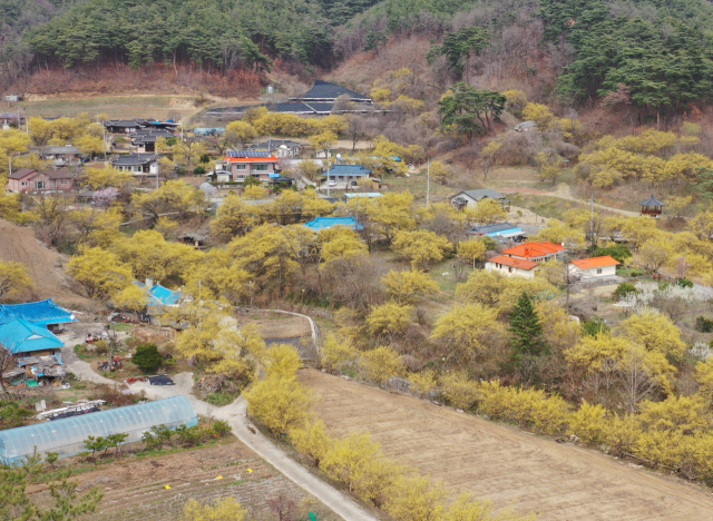 봉화 띠띠미마을이 노랗게 물들었다. 봉화군 제공