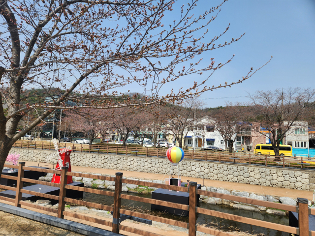 봄 왔다더니 앙상한 나뭇가지만…벚꽃 없는 벚꽃 축제