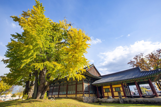 700년 된 쌍둥이 은행나무가 있는 조선 최대 규모 객사 '금성관'.