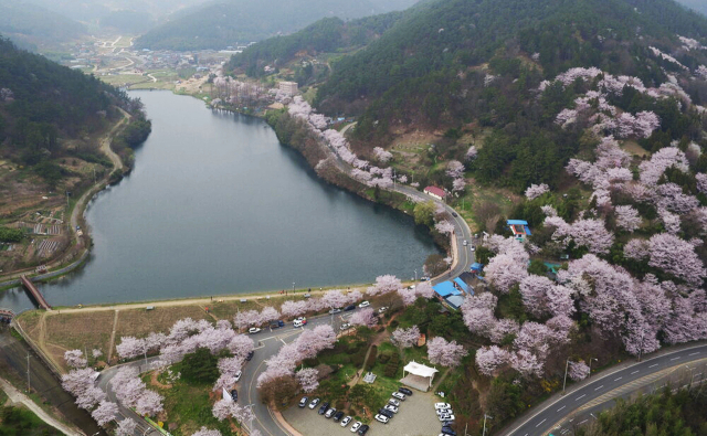 [팔도 핫플레이스] 물길따라 걷기좋은 '나주 경현동 벚꽃거리'