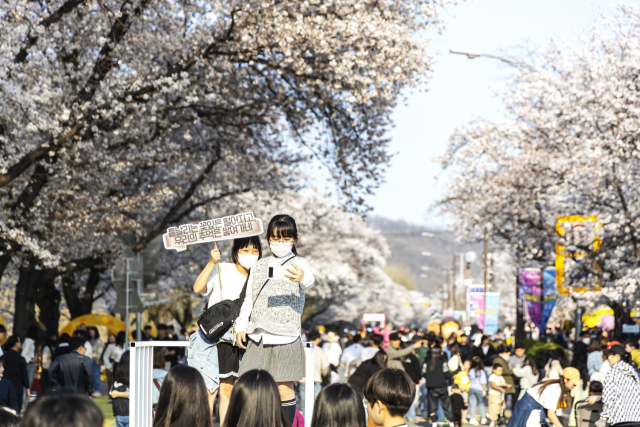 안동시가 3월 31일까지 개최하려던 '2024 안동 벚꽃축제'를 4월 7일까지 연장해 개최한다. 사진은 안동 벚꽃축제거리 모습. 매일신문 D/B