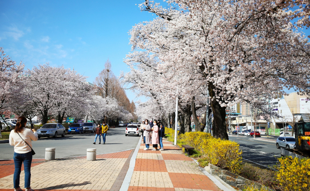 안동시가 3월 31일까지 개최하려던 '2024 안동 벚꽃축제'를 4월 7일까지 연장해 개최한다. 사진은 안동 벚꽃축제거리 모습. 매일신문 D/B