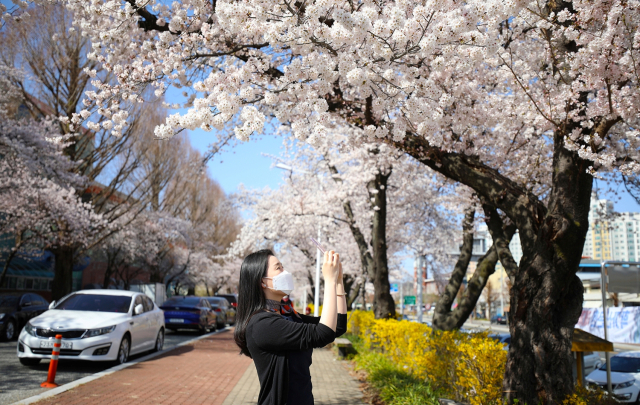 안동시가 3월 31일까지 개최하려던 '2024 안동 벚꽃축제'를 4월 7일까지 연장해 개최한다. 사진은 안동 벚꽃축제거리 모습. 매일신문 D/B