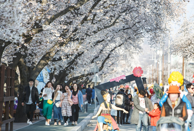 안동시가 3월 31일까지 개최하려던 '2024 안동 벚꽃축제'를 4월 7일까지 연장해 개최한다. 사진은 안동 벚꽃축제거리 모습. 매일신문 D/B