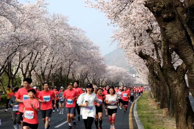 지난해 4월 경주 보문관광지 일원에서 열린 제30회 경주 벚꽃마라톤대회 모습. 경주시 제공