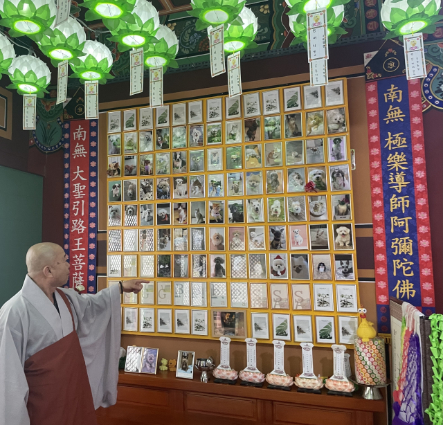 지난달 30일 경북 영천시의 천룡정사. 법당 내부로 들어서자 누군가의 명복을 비는 촛불과 향불이 밝혀져 있다. 언뜻 보기에는 천도재를 지내는 평범한 법당의 모습이다. 하지만 영정 사진을 자세히 보니 사람이 아니라 개와 고양이 얼굴이다.