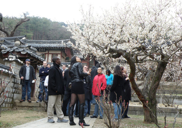 도산서원 매화