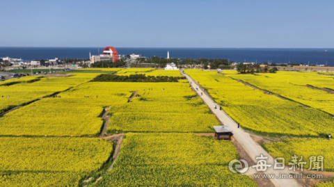 유채꽃·벚꽃 만개…화려한 봄 옷 갈아입은 경북 포항시