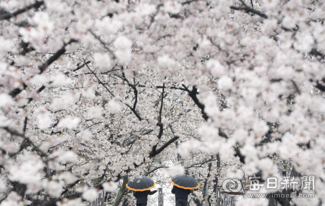 [포토뉴스] 벚꽃 아래 우중 산책