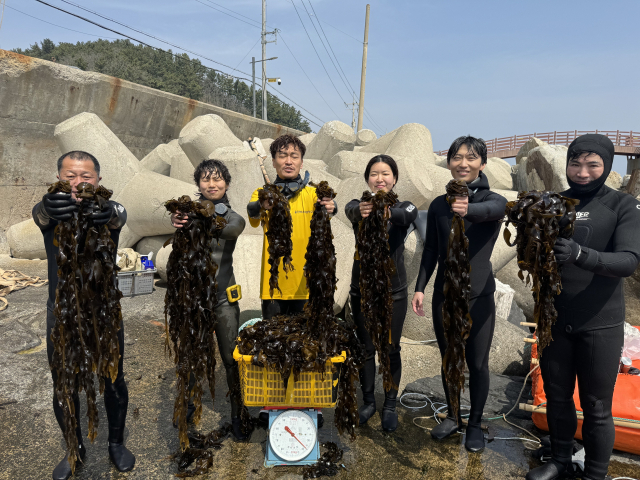 해남해녀학교 교육생과 강사진이 8일 미역채취 자원봉사활동을 펼쳤다. 울진군 제공