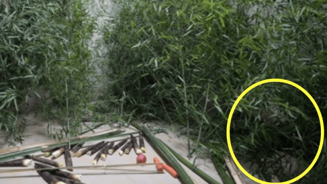 중국으로 반환된 푸바오가 대나무 사이에 숨어 있는 모습. 녹색중국TV 캡처