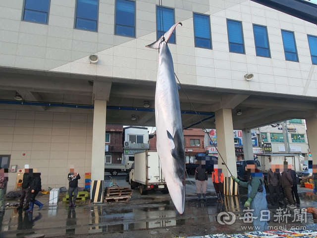 13일 영덕북부수협 위판장에서 혼획된 밍크고래가 크레인을 통해 뭍으로 끌어 올려지고 있다. 울진해경 제공