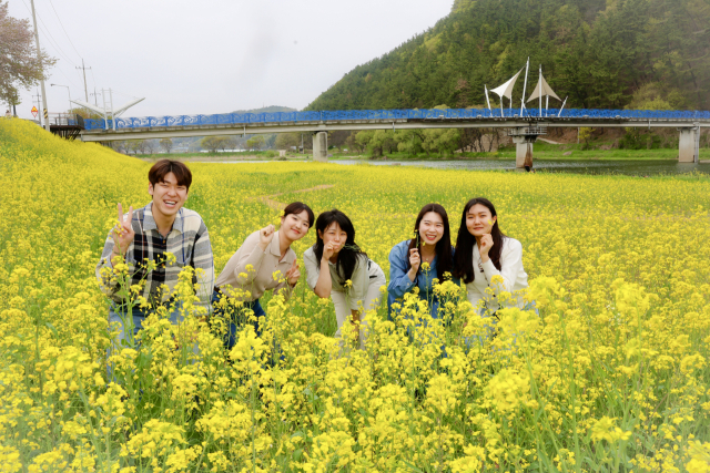 경북 청도군 화양읍 청도천 파랑새다리 인근 유채꽃 단지 장관