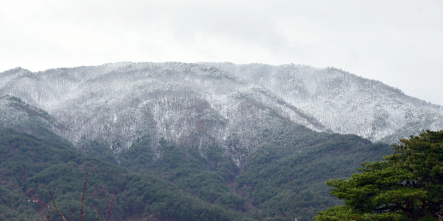 강원 속초지역에 폭설이 내리고 그친 26일 설악산 정상 부근에 흰 눈이 쌓여 있다. 연합뉴스