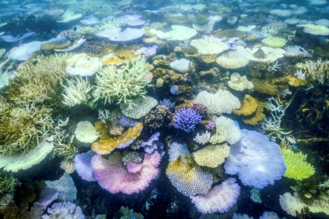 알록달록 호주 대산호초 색깔이…온난화에 최악의 백화현상