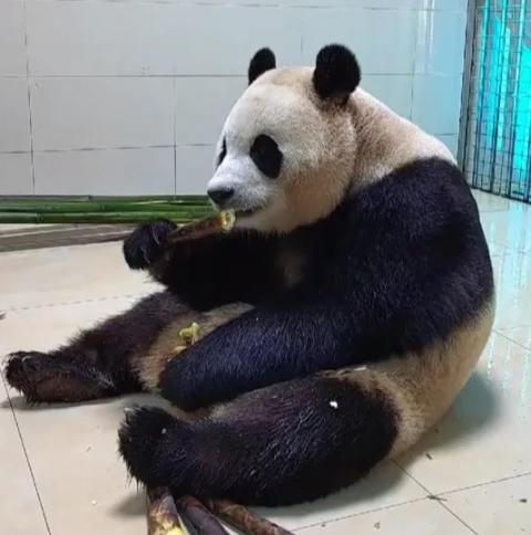 팔다리 '덜덜' 떠는 푸바오?…中 판다기지 