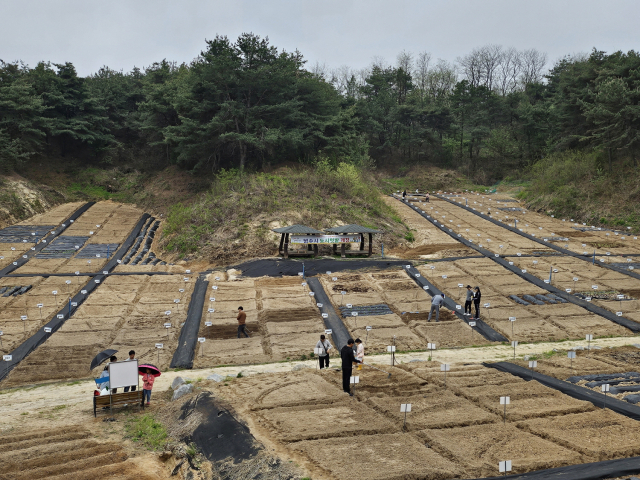 영주시가 시민들에게 분양, 개장한 도심 텃밭 전경. 영주시 제공