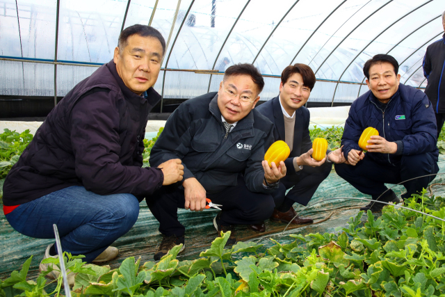 경북 칠곡 ‘벌꿀참외’, 성주참외와 시장 쌍끌이…경북 특화작목 들녘특구 선정