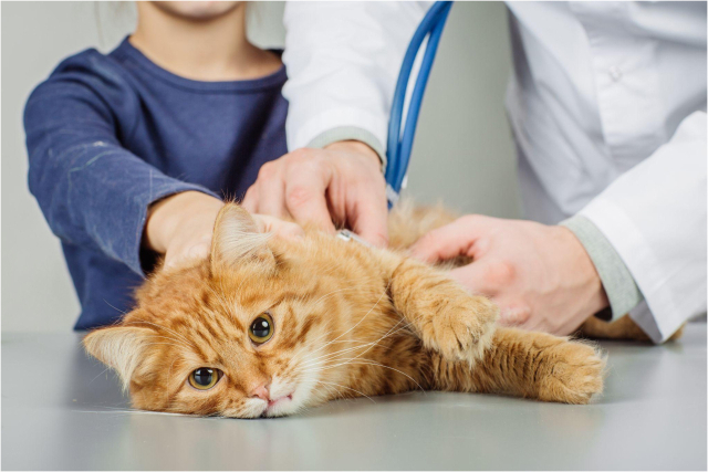 지난 3월부터 고양이가 급사하는 질병이 전국적으로 확산되고 있기 때문이다. '고양이 급사'. '고양이 괴질' 이라고 불려지는 이 질환이 사료와 관련되었을 가능성이 언급되면서 불안감은 더 고조되고 있다.