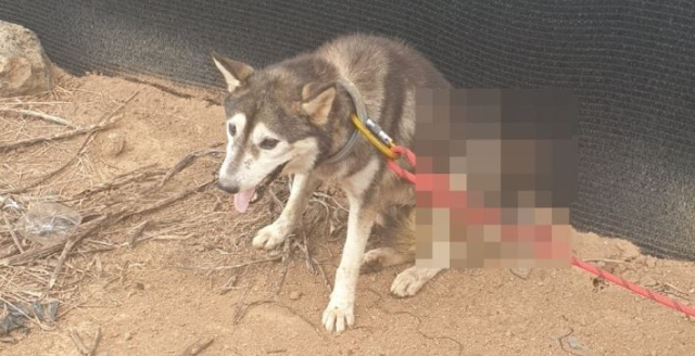 지난 2022년 8월 26일 오전 제주시에서 몸통에 화살이 관통된 채 발견된 개.