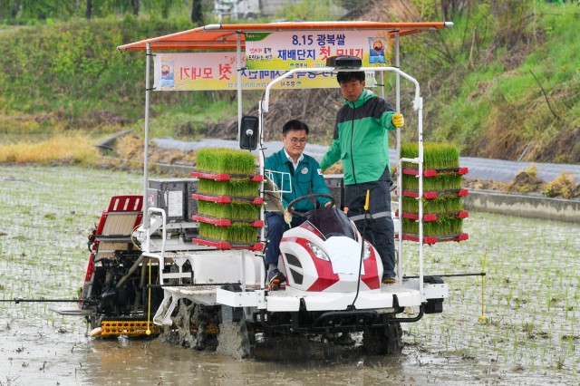 영주시, 8·15 광복쌀 첫 모내기…