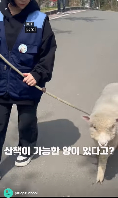 대경대에 산책이 가능한 양이 있다고?