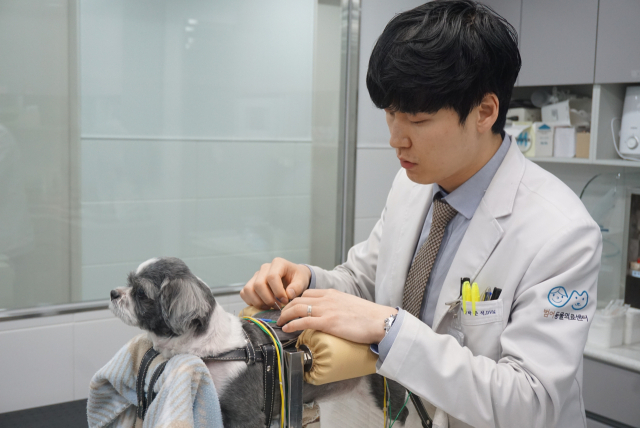 박준석 대구 범어동물의료센터 원장이 강아지에게 침 치료를 하고 있다. 범어동물의료센터 제공