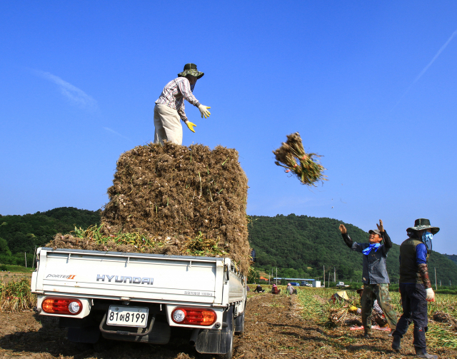 지난 2019년 6월 경북 의성 한 농가에서 마늘을 수확해 1t 화물차에 던지고 있다. 의성군 제공