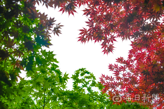 봄비가 내린 지난달 29일 대구 시내의 한 공원에 식재된 단풍나무의 잎이 붉게 물들어 눈에 띈다. 일반적으로 단풍잎은 봄과 여름이 오면 많은 일조량으로 광합성을 통해 엽록소를 생성, 녹색을 띠지만 지난 겨울부터 올 봄까지 계속된 비와 흐린 날씨로 부족한 일조량 탓에 붉게 남아 있는 것이다. 매일신문 DB