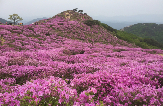 철쭉꽃이 활짝 피어서 산상화원을 이루는 경남 합천 황매산에서는 올해 철쭉제를 12일까지 연다. 1970년대 목장으로 개발된 황매평전에 철쭉 무리만 살아남아 자연스럽게 군락이 형성됐다.