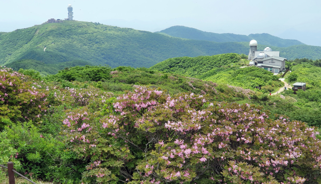 소백산 국립공원 연화봉 주위에 철쭉꽃이 활짝 피어 있다. 멀리 천문연구원 시설이 보인다.