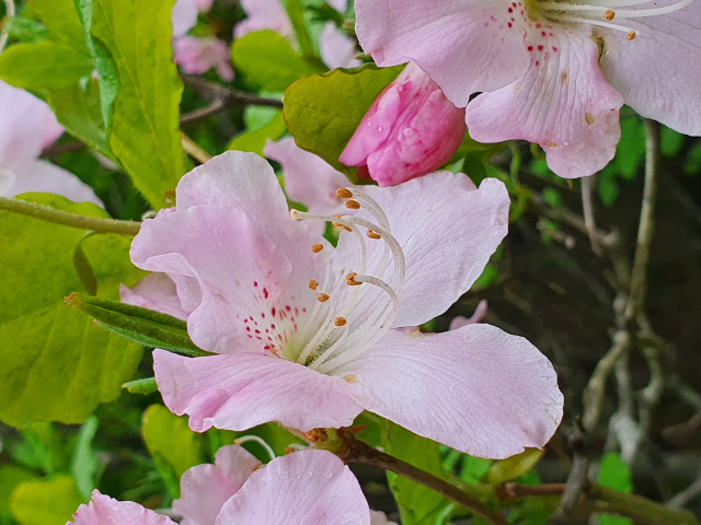 연달래로도 불리는 철쭉꽃.