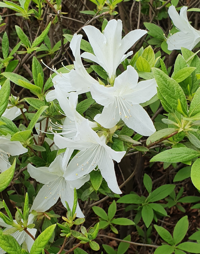 원예종 흰산철쭉.