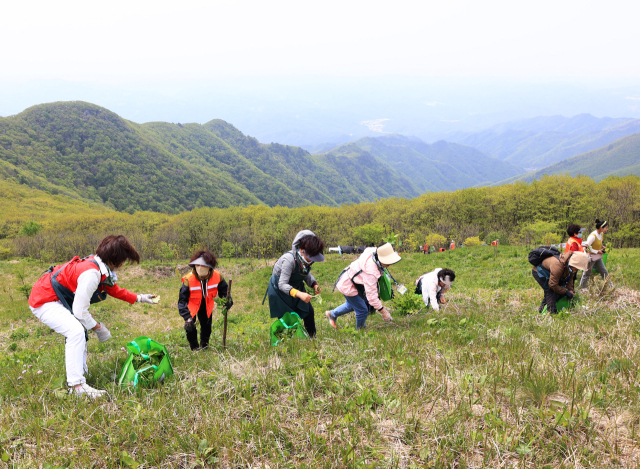 영양 산나물 축제. 경북도 제공.