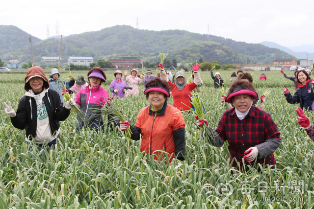 1일 대구 달성군 현풍읍 신기마을 들판에서 달성군여성단체협의회 회원들이 일손 부족에 따른 인건비 상승 등 이중고를 겪고 있는 농가를 위해 마늘종 뽑기 작업을 잠시 멈춘 뒤 기념촬영을 하고 있다. 정운철 기자 woon@imaeil.com